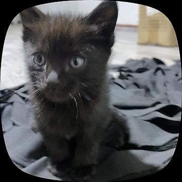 Животные: Котята, домашние, от одной кошки. На выбор окрасы: - дымчато‑чёрные с — 1