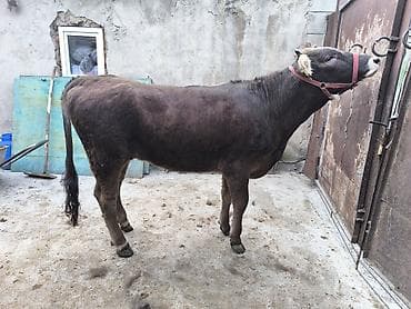 монгол ат: Продаю | Бык (самец) | Алатауская | На откорм | Привязанные — 8