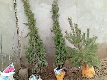 цепь для пилы: Саженцы хвойных, декоративных и плодовых культур Ассортимент: - — 2