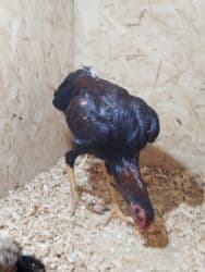 оборудование для кур: Продаю | Куры — 2