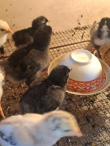 джерсийкий гигант: Продаю | Цыплята | Для разведения — 2