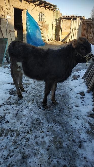 телка швицкая: Продаю | Тёлка | Для разведения — 2