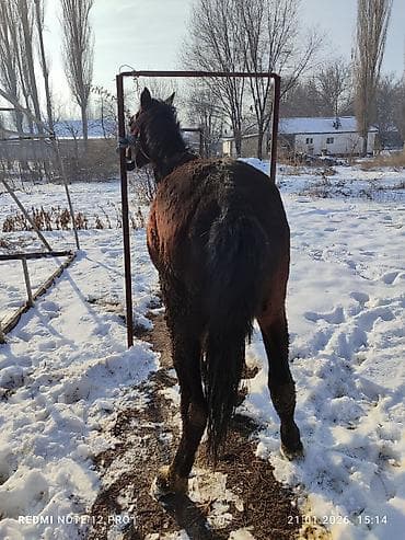 донская порода: Продаю | Жеребец | Полукровка | Рабочий — 6