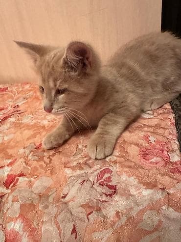 d cat: Кошка даром: Беспородная, Мальчик, Приучена к лотку — 5