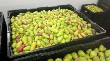 садовые цветы в бишкеке: Алмалар Дүңүнөн — 7