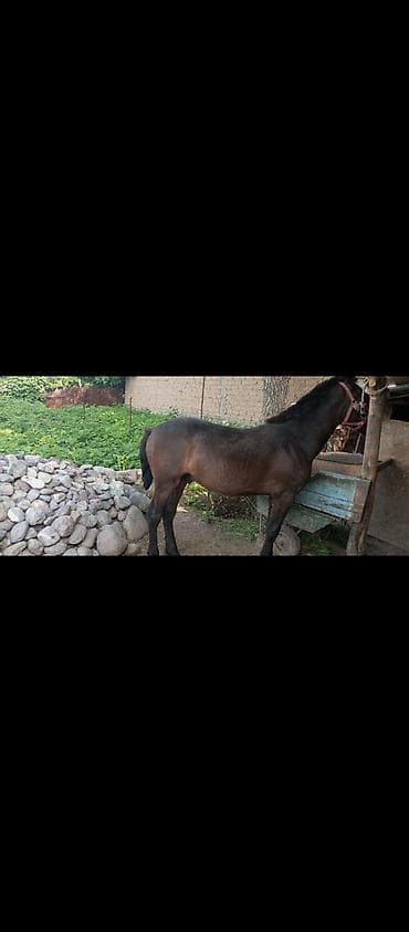 Продаю | Конь (самец) | Рабочий