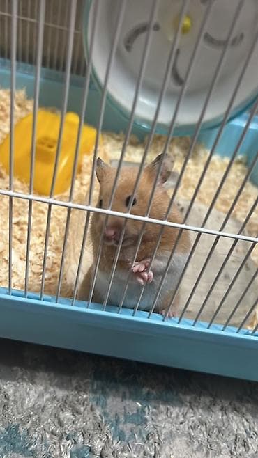 Декоративные кролики: Сирийский хомяк с клеткой и аксессуарами - Окрас: рыжий с белым — 3