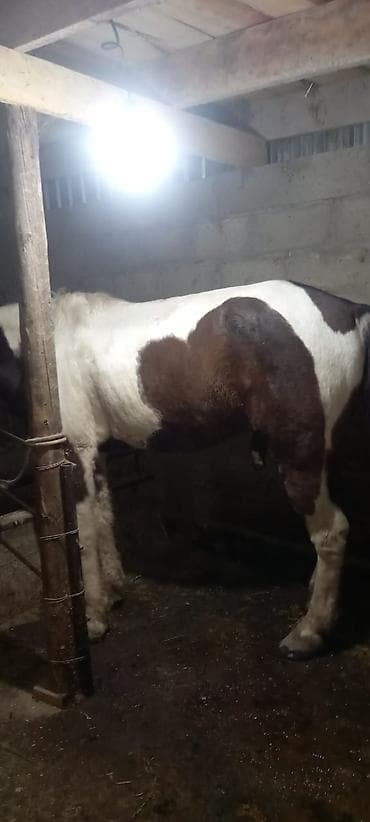 Кошки: Продаю | Конь (самец) | Рабочий — 4