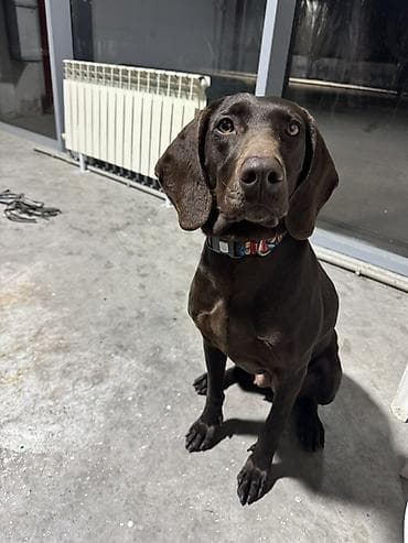 Продоётся курцхаар пол сука 2 года привезён из Казахстана в данный