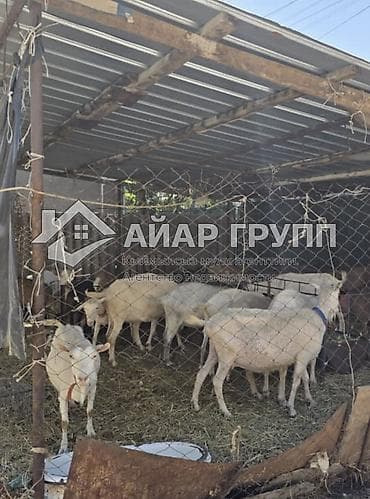 Продажа домов: ‼️ ПРОДАЁТСЯ большой, уютный и тёплый немецкий дом в г. Кара-Балта! 🔷 — 4