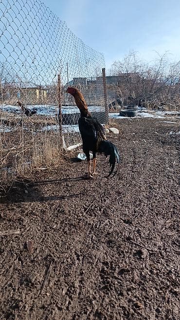 Аквариумы: Продаю | Петух | Бойцовая | Для разведения — 2