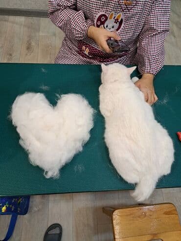 арабский конь: Груминг кошек. Вычес, стрижка, купание

находимся в центре города — 2