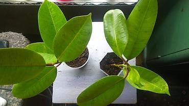 цветы для кафе: Продаю цветы — 2