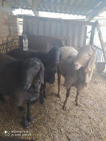 Продаю | Баран (самец) — 2