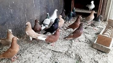 сколько стоят перепёлки: Бакинские, американские по 300 сом. Сиреневый голубь играет 1200 сом — 7