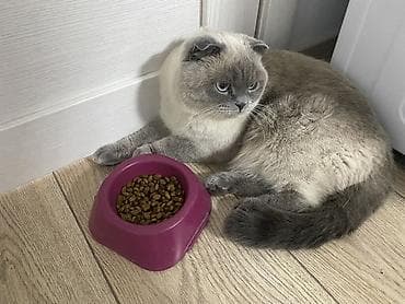 Мышыктар сатылат: Скотиш Фолд (Шотландиялык шалпаң кулак), 2 жаш, Ургаачы, Боз, Бычылган, Лотокко барууга үйрөтүлгөн, Курттардан тазаланган — 1