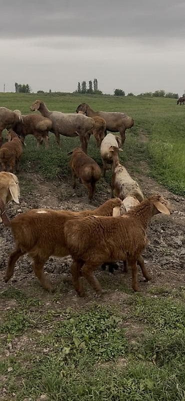 бука бык: Продаю | Овца (самка) | Для разведения | Матка — 1