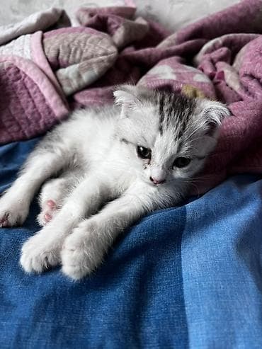 Продажа кошек: Скотиш Фолд (Шотландская вислоухая), 2 месяца, Девочка, Приучена к лотку — 1