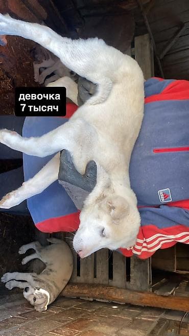 Щенки Алабай. Привитые, игривые. 
Цена на фото