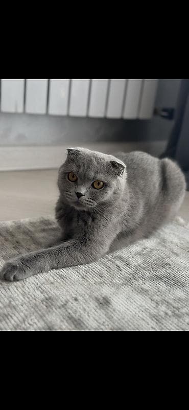 Продажа кошек: Скотиш Фолд (Шотландская вислоухая), 3 года, Девочка, Голубой, Приучена к лотку — 2