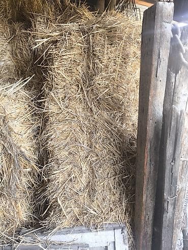 салома тук: Солома в тюках - Зажатые прямоугольные тюки, хранение под навесом. - — 1