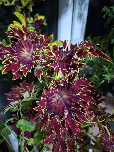 кислород для аквариума: Колеусы. Разные сорта . Сингониум . Свежий срез — 30