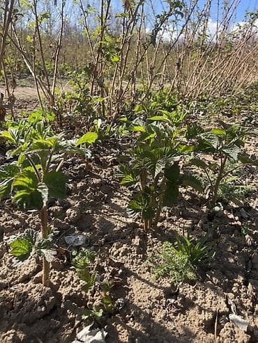 бетон чолпон ата: Малина кочот сатылат сорт пшехиба элитный сорт — 2