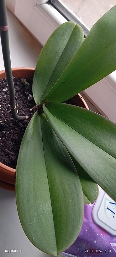 орхидея фаленопсис: Орхидея фаленопсис в горшке - Окраска цветов: кремово-белые лепестки — 4