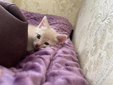 шпионские кошки: Кошка даром: Беспородная, 2 месяца, Мальчик, Приучена к лотку — 2