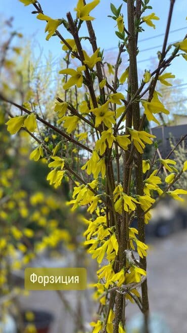 вьющиеся розы бишкек: Декоративные кустарники для сада! - спирея японская - спирея -спирея — 10