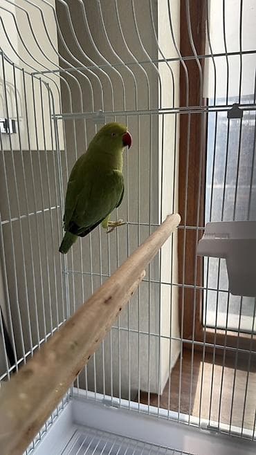 купить попугая: Продаю 2х попугаев: самец(1,5г), самка(1,8г) Зеленый попугай — 4