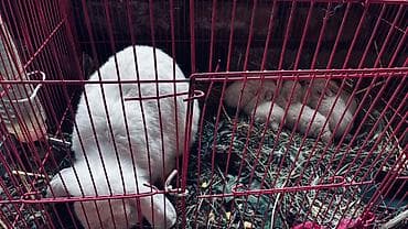 кролики крольчата: Продаю | Крольчиха (самка) | Карликовая — 2