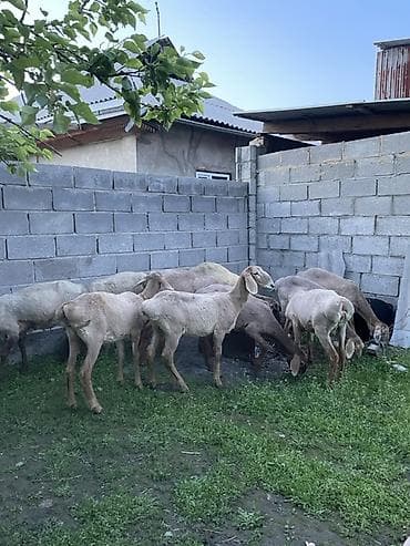 Продаю | Ягненок | Арашан | Для разведения — 5