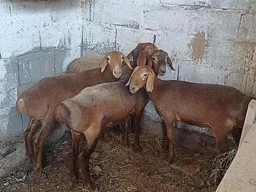 кочкор овца: Продаю | Ягненок — 1