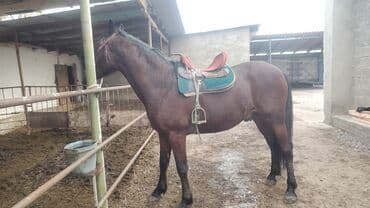 собака хаски: Продаю | Конь (самец) | Полукровка | Рабочий — 1