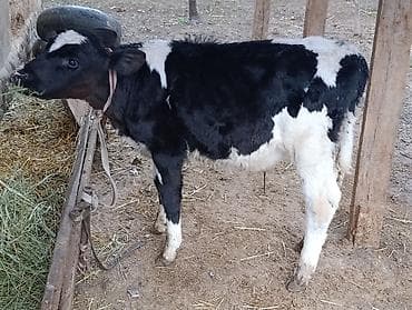 бык производитель: Продаю | Бык (самец) | Голштин — 4