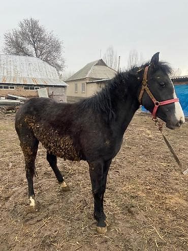 колбасный цех ош: Продаю | Жеребенок | Рабочий — 3