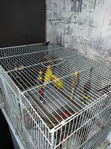 Клетка для мелких и средних птиц с комплектом аксессуаров