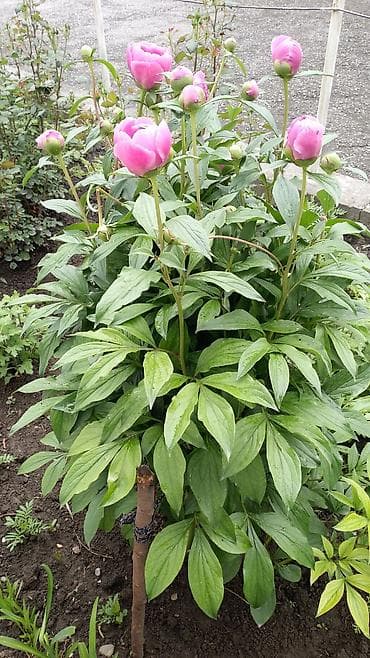 фикус бенджамин: Бесплатная доставка — 4