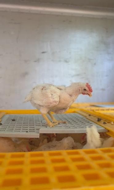 кролики крольчата: Продаю | Цыплята | Хай-Лайн Браун | На забой — 1