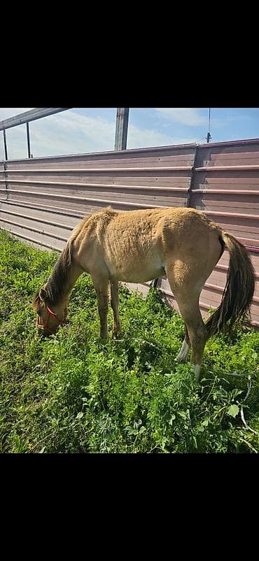 ящики для цыплят: Продаю | Кобыла (самка), Жеребенок | Для разведения — 1