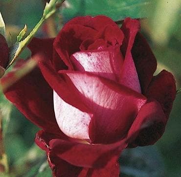 уметалиева московская: Саженцы Самовывоз — 1