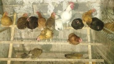 кой кыркыч: Продаю | Куры | Кучинская | Для разведения, Несушки — 5