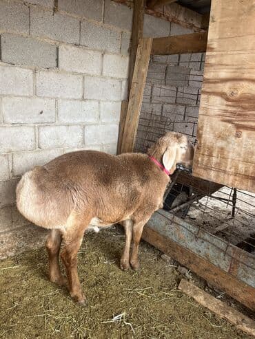 необычные животные: Продаю | Баран (самец) | Арашан | Для разведения | Племенные — 1