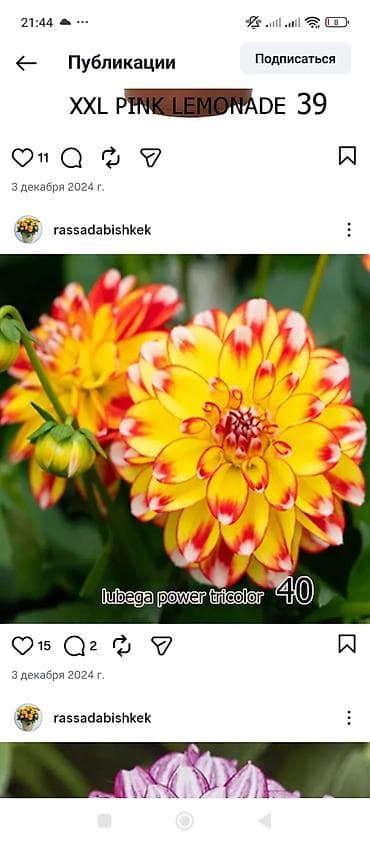 бу раковина с тумбой: Георгины — вегетативные низкорослые - Ассортимент: декоративные и — 9