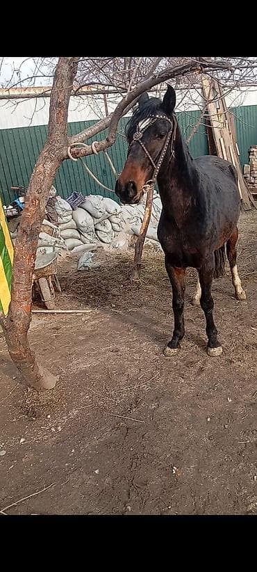 Другие животные: Продаю | Кобыла (самка) | Рабочий — 7