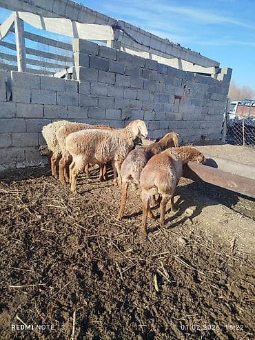 конь рабочий: Продаю | Овца (самка) | Эдильбаевская | Для разведения — 5
