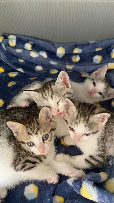 кошки шотландский: Котята, окрасы бело‑серебристый и табби Домашние котята отдадим в — 4