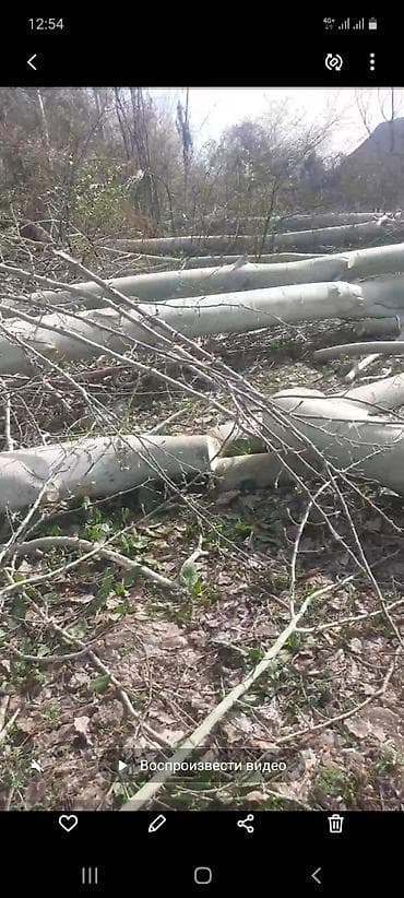 Древесина лиственной породы — стволы и крупные чурбаки после валки. -