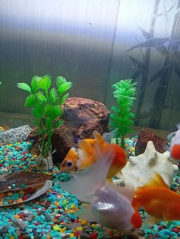 купить рыбу клоуна: Продаются золотые рыбки 6 шт «Красная шапочка»! 🐠❤️ Красивые — 4